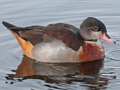 Wood Duck x Common Shelduck hybrid